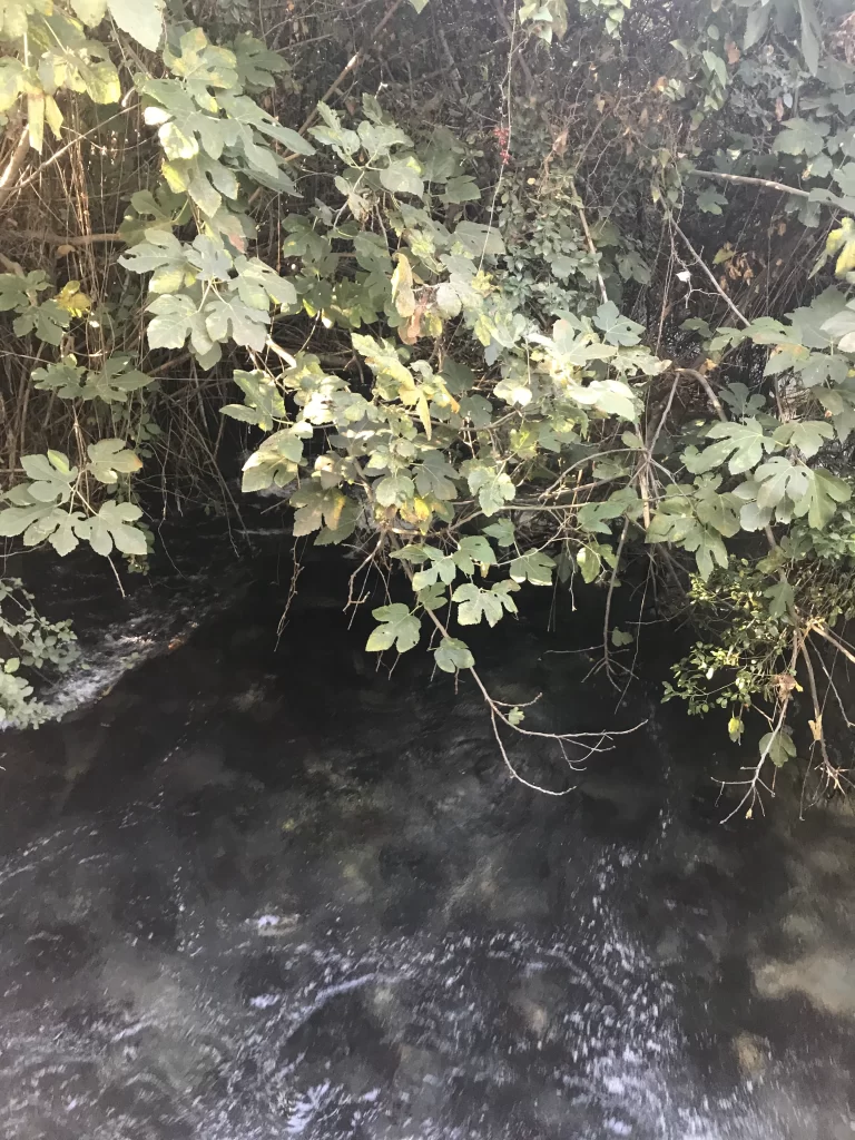 Springs of Tel Dan