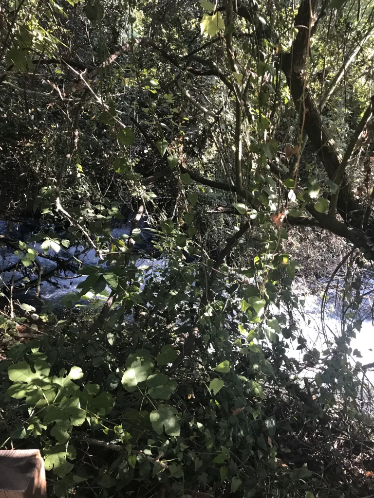 Springs of Tel Dan