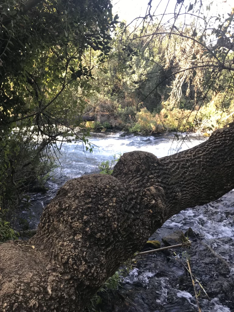 Springs of Tel Dan
