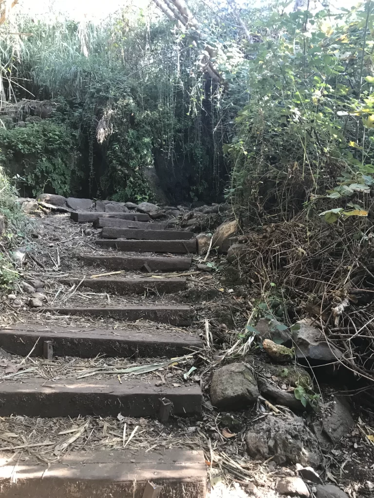 stair steps up to wooded area at Tel Dan