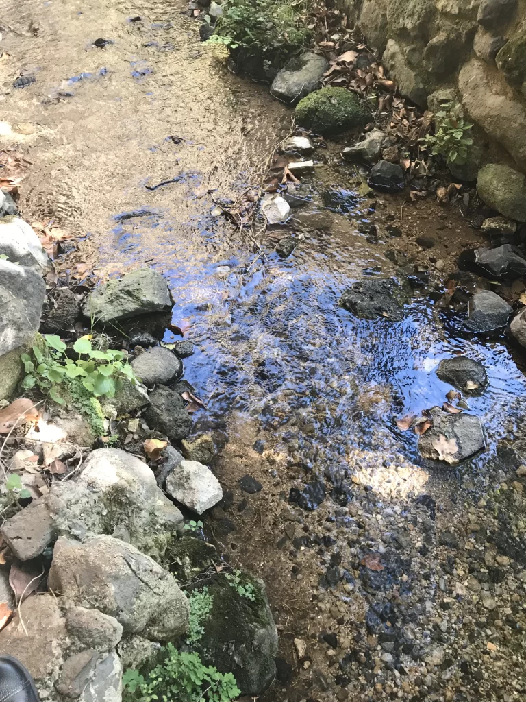 Springs of Tel Dan