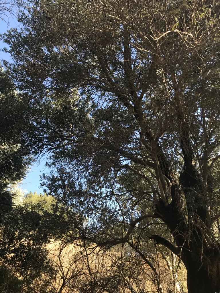 wooded area at Tel Dan